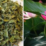 Lá sen, vị thuốc quý trong mùa hè