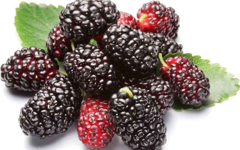 7 điều kiêng kỵ khi ăn quả dâu tằm