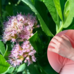 Tác dụng chữa đau nhức xương khớp của cúc tần