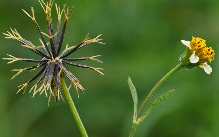 Tác dụng bất ngờ của loài hoa mọc dại ven đường- Ảnh 3.
