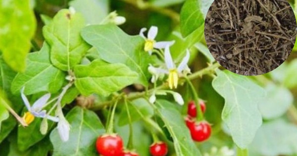 5 vị thuốc dưỡng gan vào mùa xuân