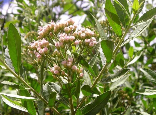 Chữa cảm sốt bằng cây cúc tần