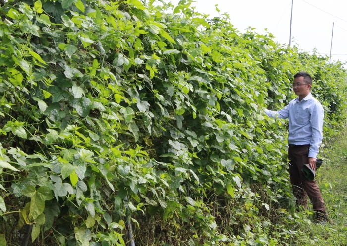 Dược liệu không chỉ là tài nguyên thiên nhiên mà còn là 'tài sản sức khỏe'- Ảnh 4.