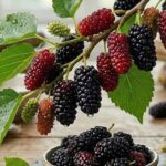 7 lợi ích sức khỏe của quả dâu tằm