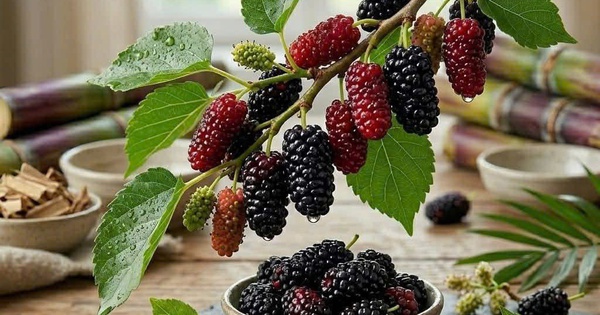 7 lợi ích sức khỏe của quả dâu tằm