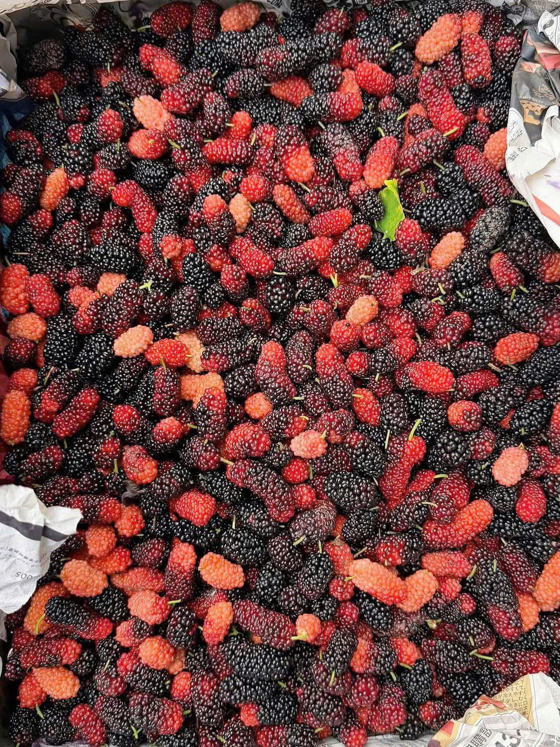 7 lợi ích sức khỏe của quả dâu tằm- Ảnh 2.