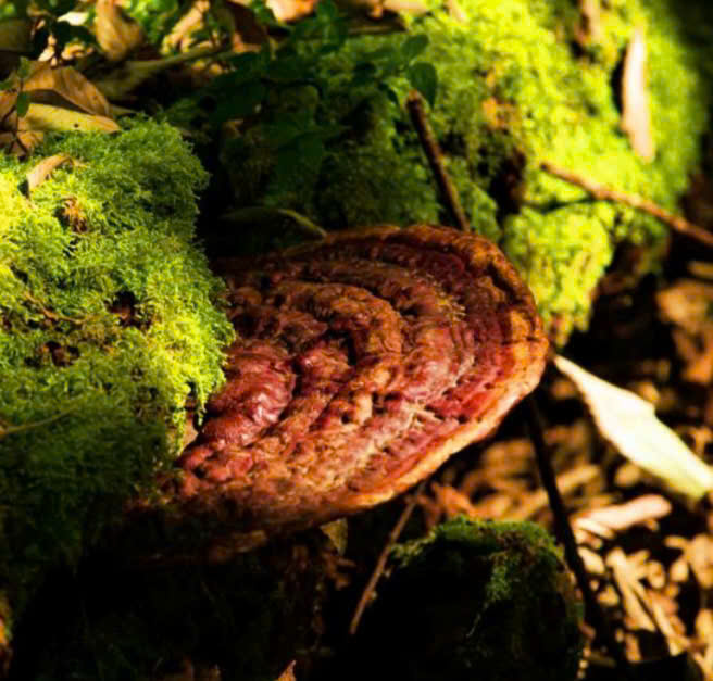 Định hình con đường dược liệu Việt: Tư duy chiến lược của Anh hùng Lao động Thái Hương- Ảnh 3.