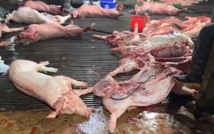 Thịt lợn bệnh vào bếp ăn trường học nguy hiểm thế nào?