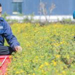 Dược liệu không chỉ là tài nguyên thiên nhiên mà còn là ‘tài sản sức khỏe’