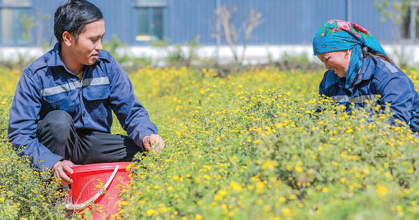 Dược liệu không chỉ là tài nguyên thiên nhiên mà còn là ‘tài sản sức khỏe’