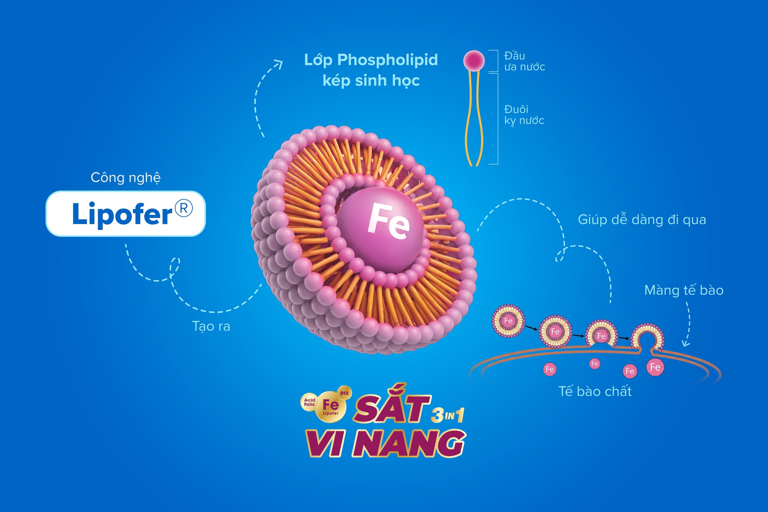 Sắt vi nang hấp thu cao thế hệ mới từ Italy- Ảnh 1. Sắt vi nang hấp thu cao thế hệ mới từ Italy- Ảnh 1.
