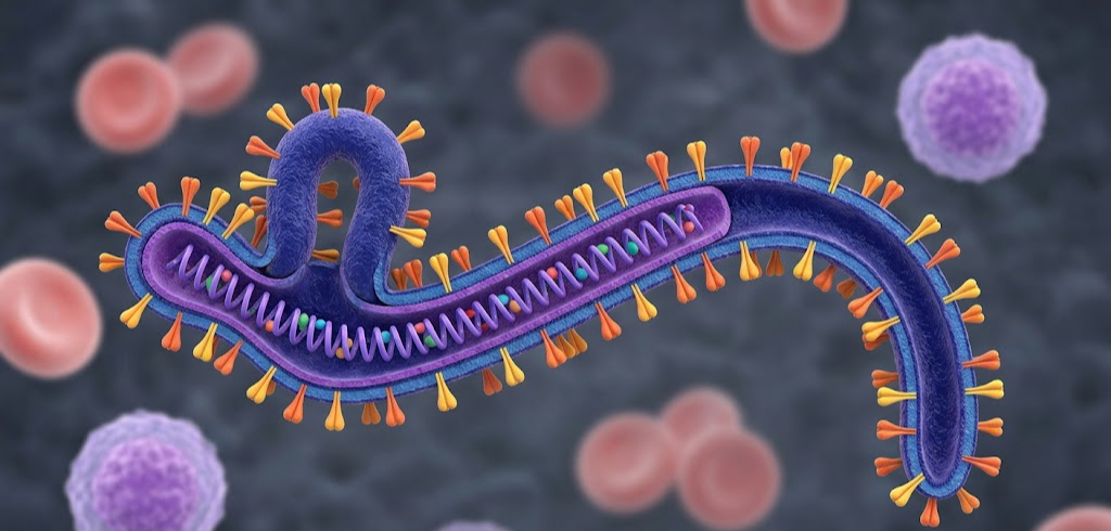 Ebola - tình trạng khẩn cấp mà WHO vừa công bố có lây qua quan hệ tình dục không?- Ảnh 2. Ebola - tình trạng khẩn cấp mà WHO vừa công bố có lây qua quan hệ tình dục không?- Ảnh 2.