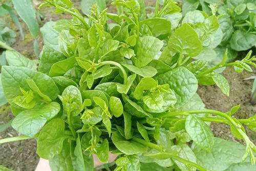 Giải nhiệt, nhuận tràng với rau mồng tơi- Ảnh 1. Giải nhiệt, nhuận tràng với rau mồng tơi- Ảnh 1.