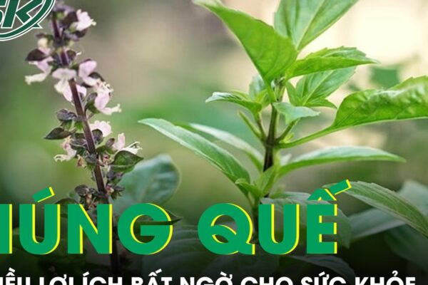 Ăn húng quế thường xuyên có thể mang lại nhiều lợi ích bất ngờ cho sức khỏe