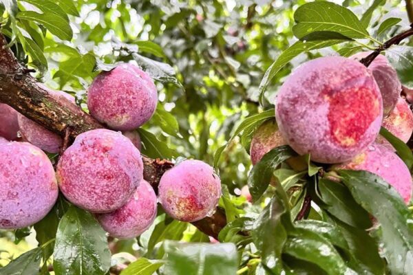 Mận đang vào mùa, 5 nhóm người nên hạn chế ăn để bảo vệ sức khỏe
