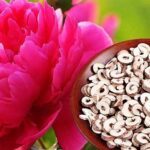 Mẫu đơn bì, vị thuốc điều hòa kinh nguyệt, giảm đau bụng kinh