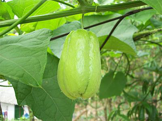 Sau tuổi 50, 5 loại rau nên bổ sung thường xuyên để hỗ trợ da, tóc và sức khỏe tổng thể- Ảnh 1. Sau tuổi 50, 5 loại rau nên bổ sung thường xuyên để hỗ trợ da, tóc và sức khỏe tổng thể- Ảnh 1.