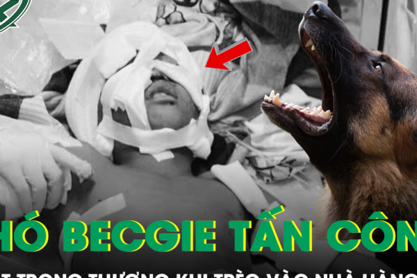 Bé 11 tuổi bị chó becgie tấn công trọng thương khi trèo vào nhà hàng xóm chơi