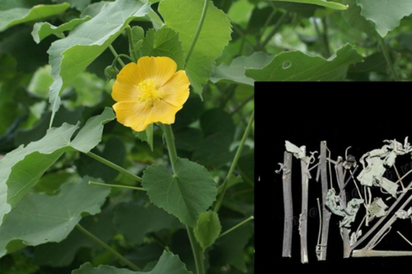 Loại cây mọc hoang tưởng vô dụng lại tốt cho sức khỏe