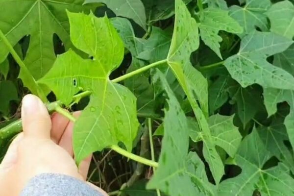 Cây rau mì chính bắt nguồn từ đâu?