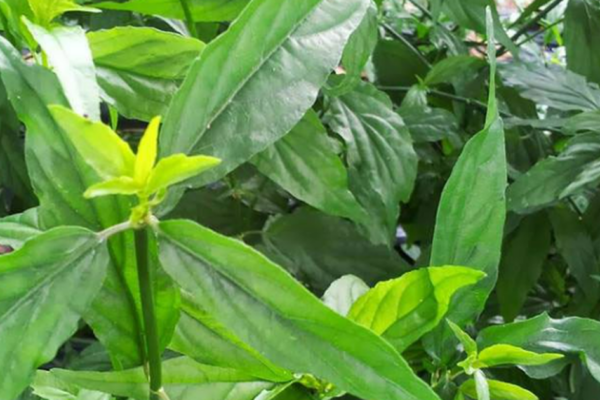 6 lợi ích sức khỏe của cây xương khỉ