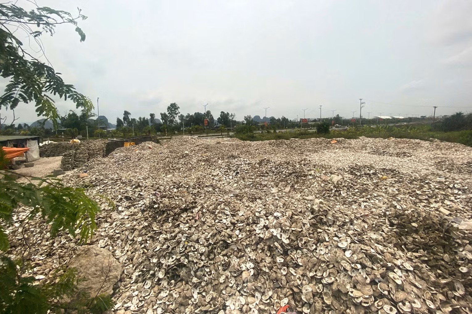09090909-17800573909851935791539 Đổ hơn 300 tấn vỏ hàu ra môi trường, chủ cơ sở bị khởi tố- Ảnh 1.