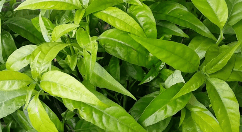 Cây xương khỉ: Cách sử dụng và lưu ý khi dùng- Ảnh 1.