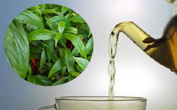 Cây xương khỉ: Cách sử dụng và lưu ý khi dùng