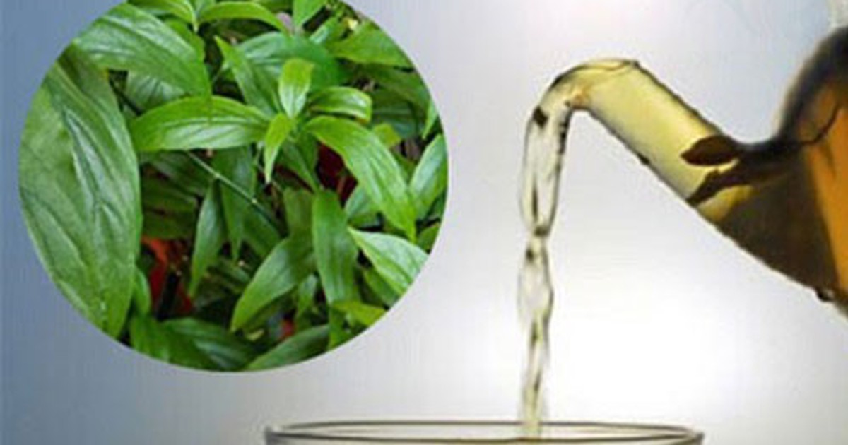 Cây xương khỉ: Cách sử dụng và lưu ý khi dùng