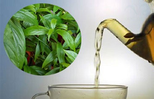 Cây xương khỉ: Cách sử dụng và lưu ý khi dùng- Ảnh 2.