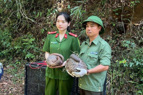 Thả 5 cá thể động vật nguy cấp, quý hiếm vào rừng ở Đắk Lắk