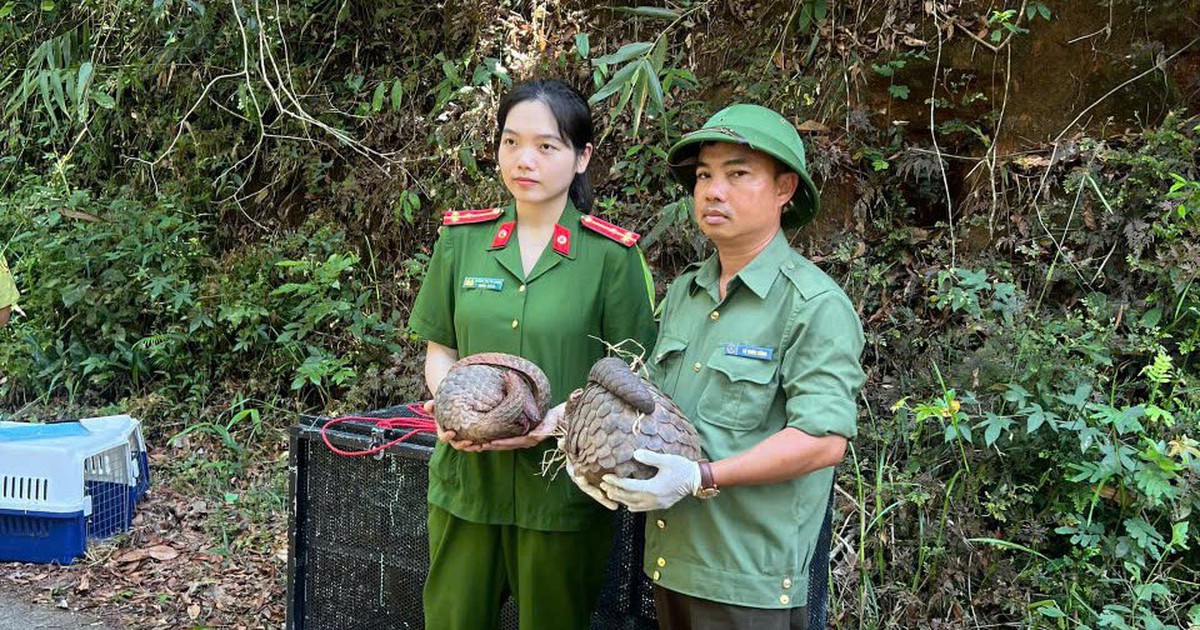 Thả 5 cá thể động vật nguy cấp, quý hiếm vào rừng ở Đắk Lắk