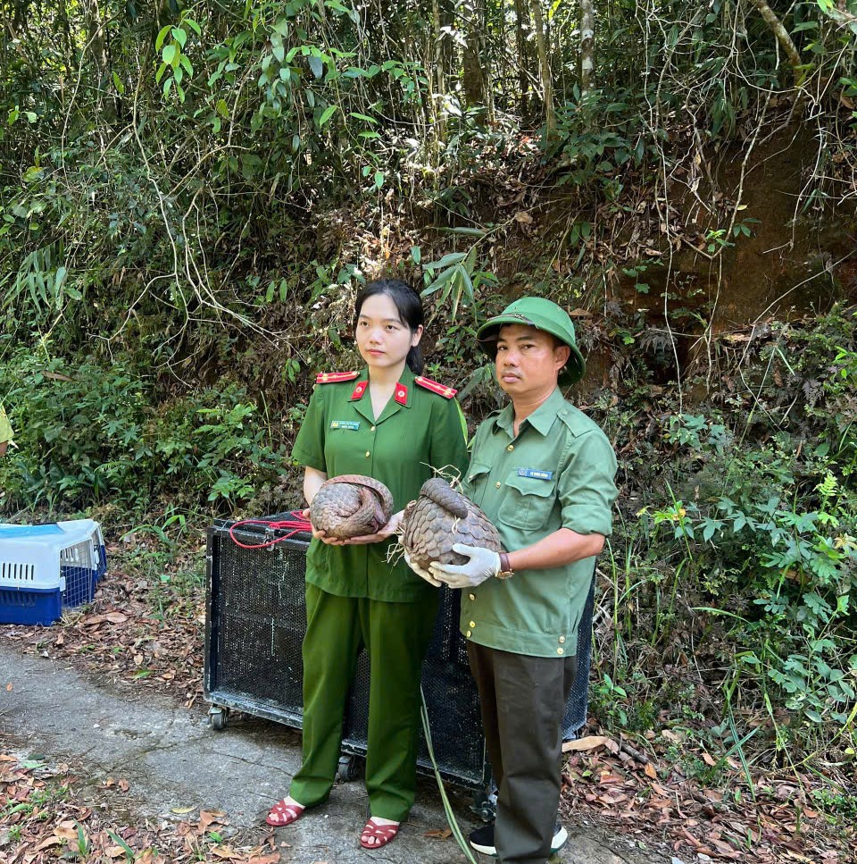 dv-2-1779362901962798096984 Thả 5 cá thể động vật nguy cấp, quý hiếm vào rừng ở Đắk Lắk- Ảnh 2.