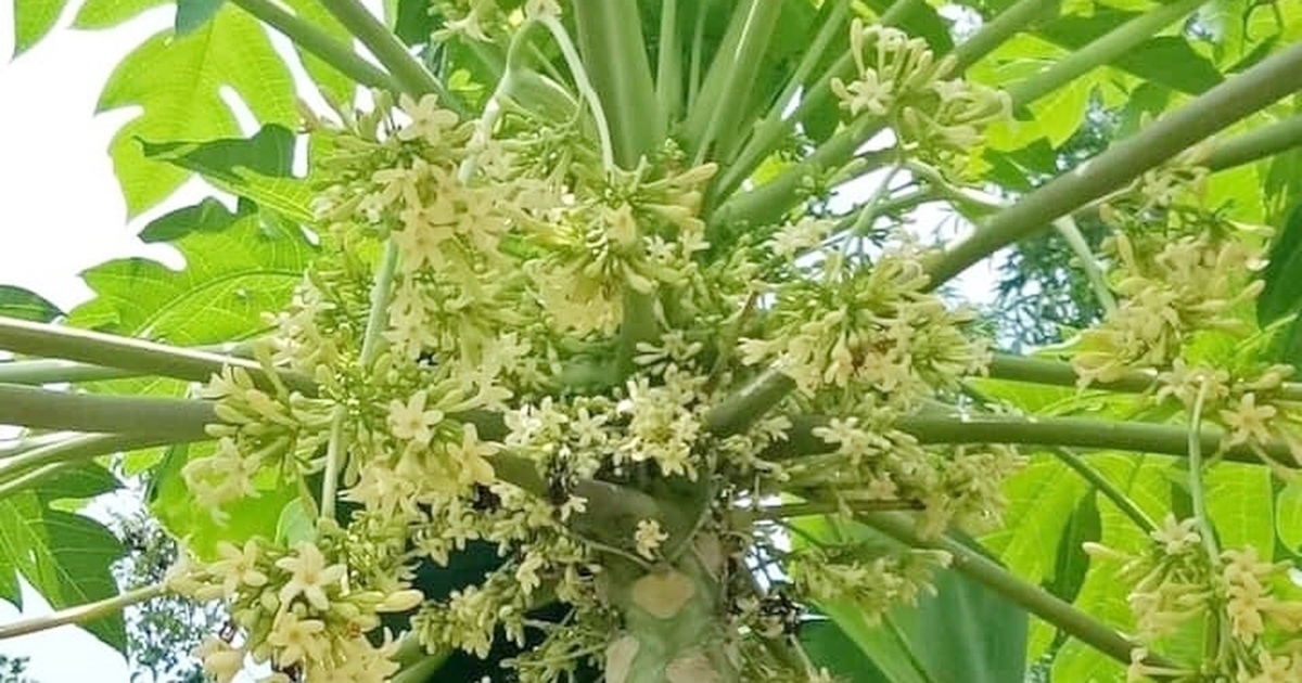 Hoa đu đủ đực có tác dụng gì?