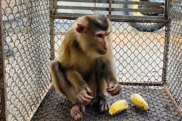 Cá thể khỉ đuôi lợn quý hiếm lạc vào nhà dân
