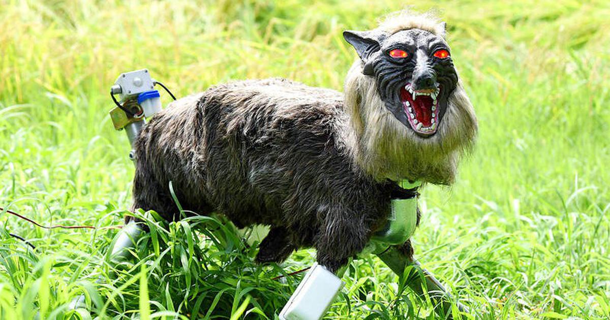 Robot ma sói bất ngờ cháy hàng tại Nhật Bản