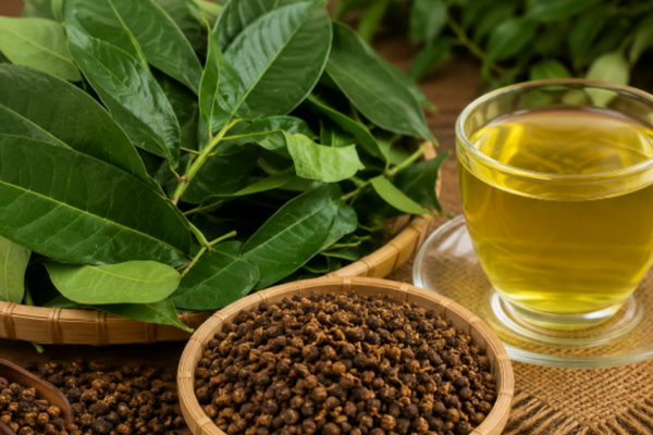Mùa hè nên uống nước lá vối hay nụ vối tốt hơn?