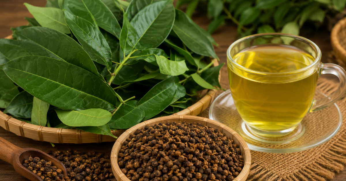 Mùa hè nên uống nước lá vối hay nụ vối tốt hơn?