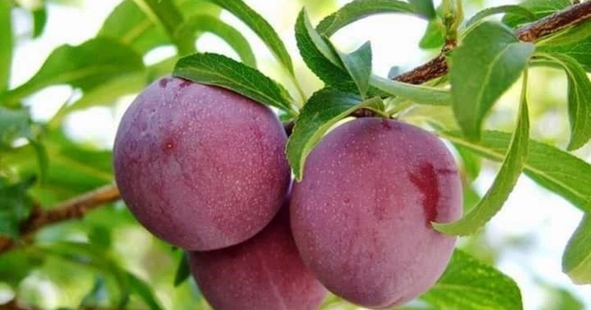 Một số bài thuốc từ cây mận
