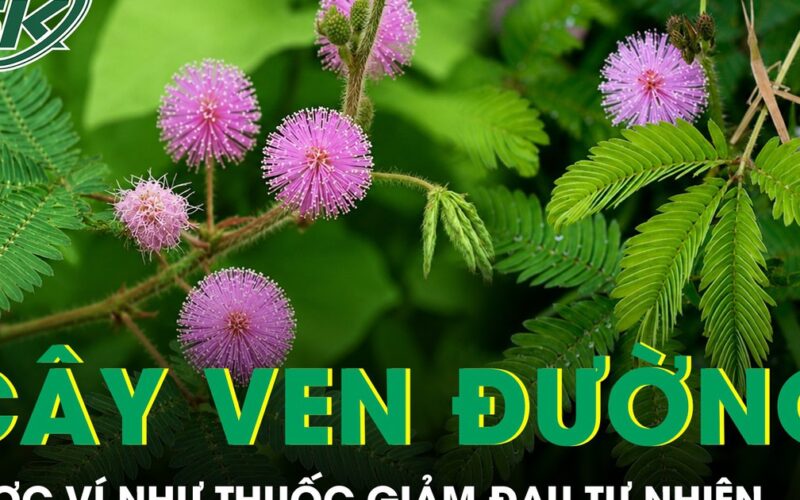Sức Khoẻ TV