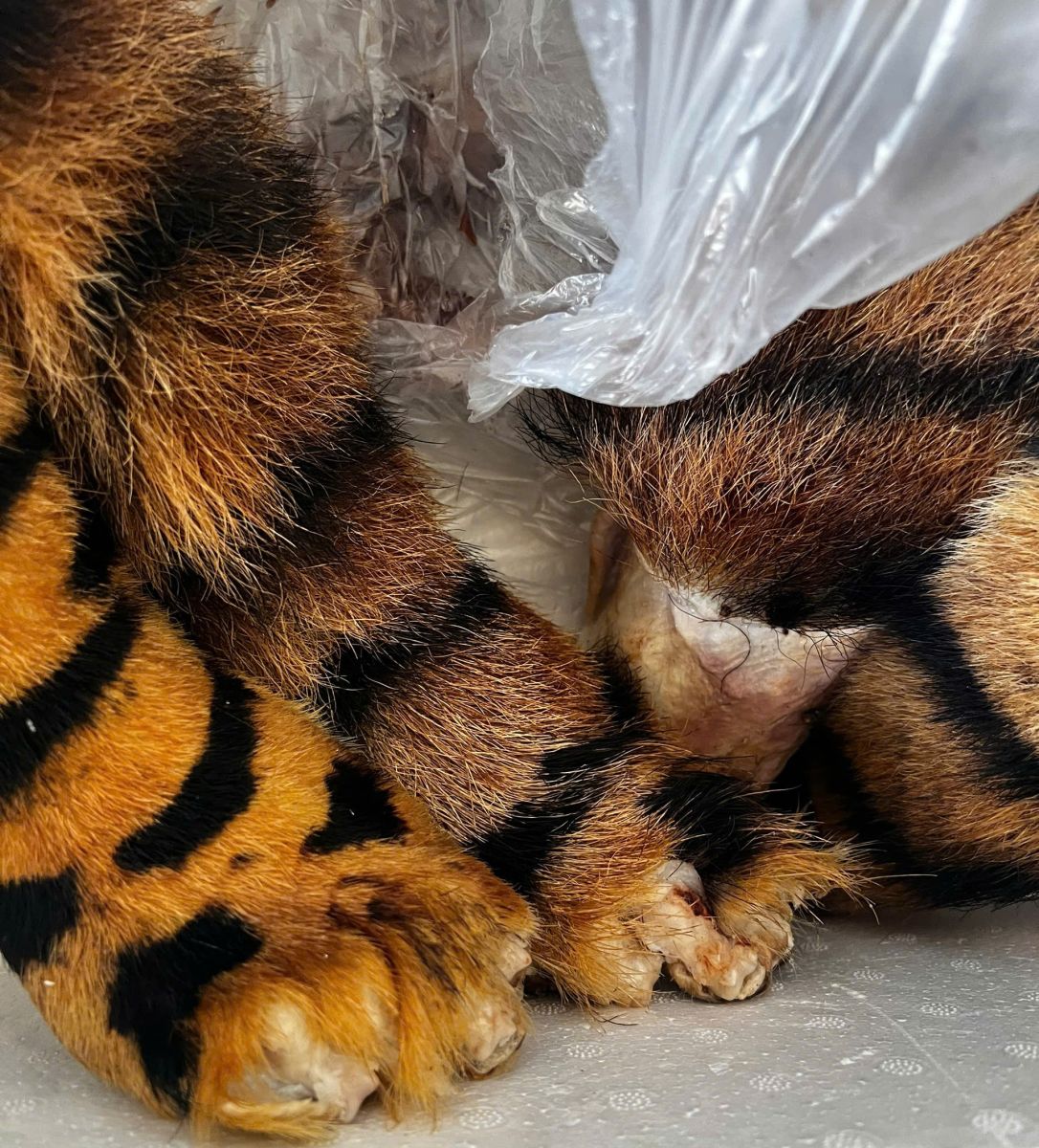7189-17811865123101860261446 Triệt phá đường dây buôn bán động vật nguy cấp, quý hiếm xuyên biên giới- Ảnh 3.