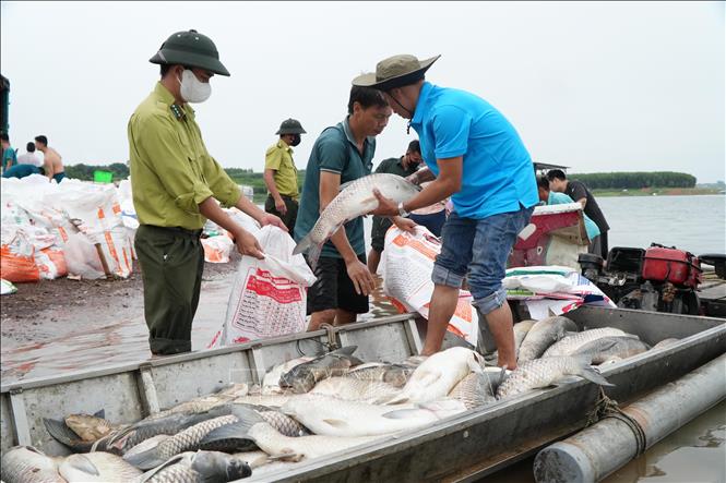 Hơn 100 tấn cá chết trên hồ Trị An