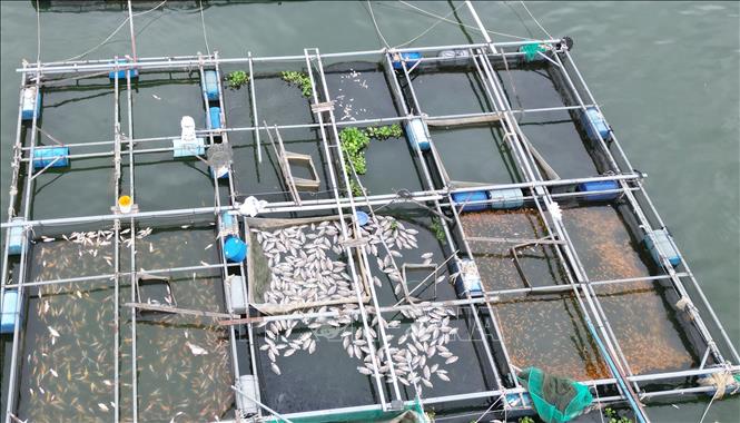 ca1-31526-1780215527643-178021552892757349020 Hơn 100 tấn cá chết trên hồ Trị An- Ảnh 2.