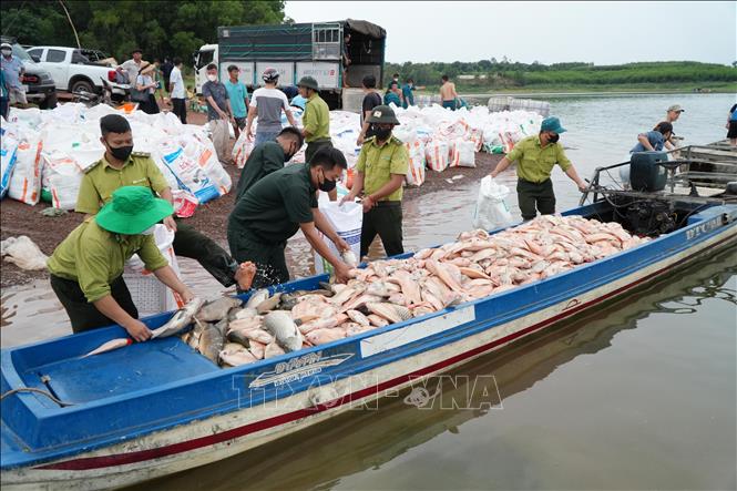 ca2-31526-1780215523671-17802155261261017166004 Hơn 100 tấn cá chết trên hồ Trị An- Ảnh 1.