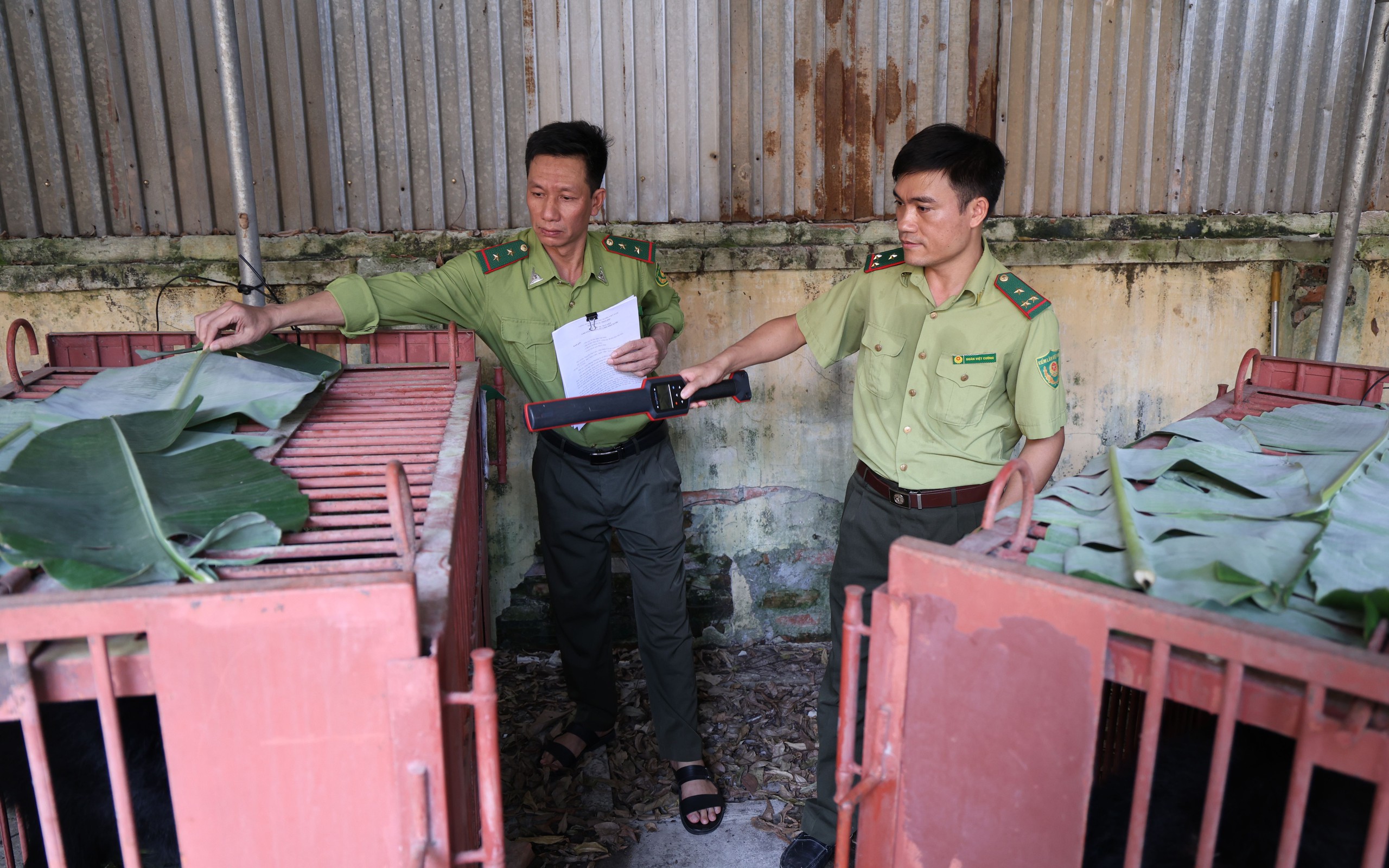 gau-ngua-17817744445721301199944 - Ảnh 2.