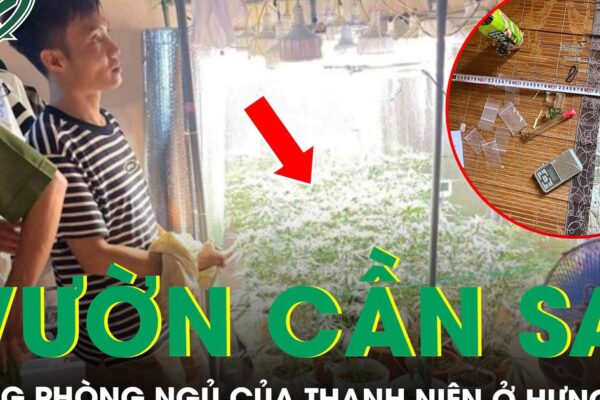 Phát hiện ‘vườn cần sa’ trong phòng ngủ ở Hưng Yên, thu giữ 35 chậu cây cùng dàn thiết bị hiện đại