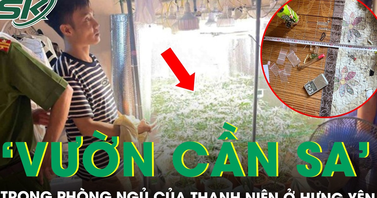 Phát hiện ‘vườn cần sa’ trong phòng ngủ ở Hưng Yên, thu giữ 35 chậu cây cùng dàn thiết bị hiện đại