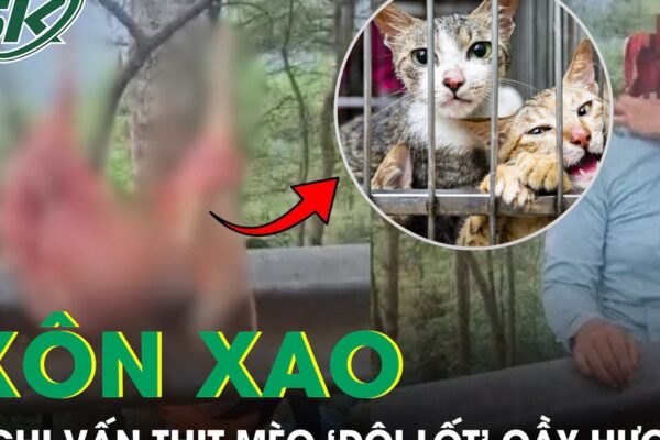 Xôn xao nghi vấn thịt mèo ‘đội lốt’ cầy hương, cơ quan chức năng vào cuộc