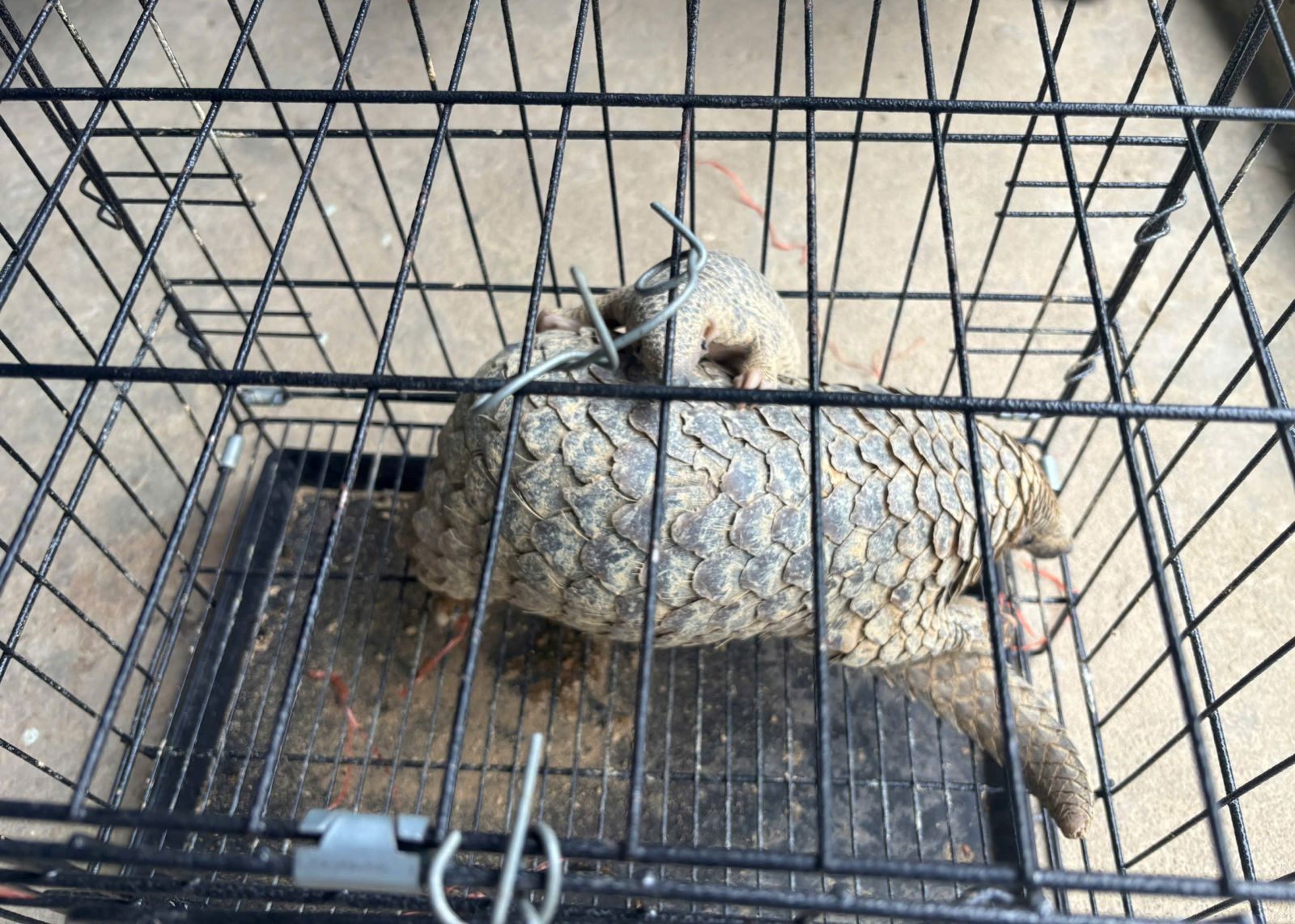 Khu rừng chữa lành vết thương, khơi dậy bản năng sinh tồn cho động vật quý hiếm- Ảnh 4.